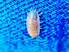 Porcellio dispar