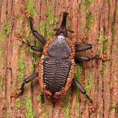 Homalinotus deplanatus