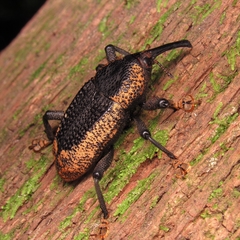 Homalinotus deplanatus