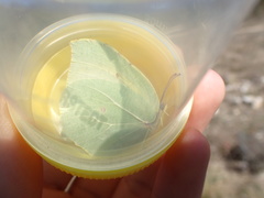 Gonepteryx cleopatra