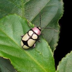 Omophoita octoguttata