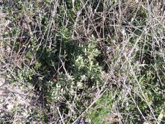 Helianthemum squamatum