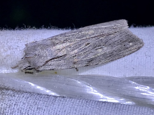 Lemmer's Pinion photo 4
