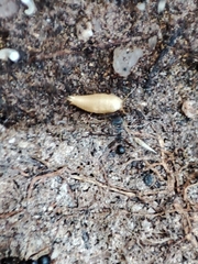 Proatelurina pseudolepisma