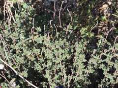 Helianthemum asperum
