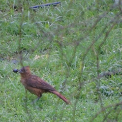 Pseudoseisura lophotes