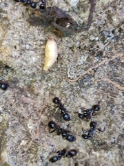 Proatelurina pseudolepisma