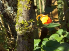 Comparettia coccinea