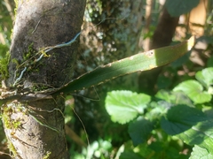 Comparettia coccinea