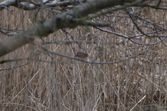 Erithacus rubecula