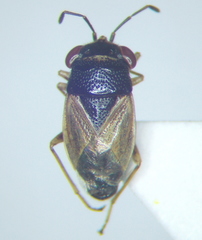 Geocoris pubescens