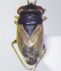 Geocoris pubescens