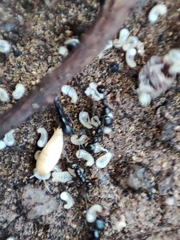 Proatelurina pseudolepisma