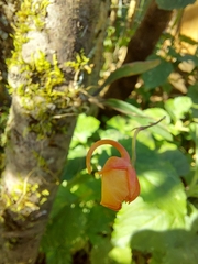 Comparettia coccinea