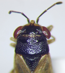Geocoris pubescens