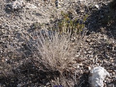 Centaurea hyssopifolia
