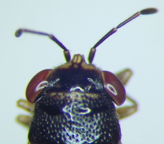 Geocoris pubescens