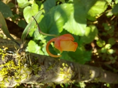 Comparettia coccinea