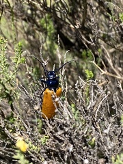 Dorcasomus ebulinus