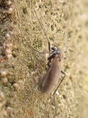 Chironomidae