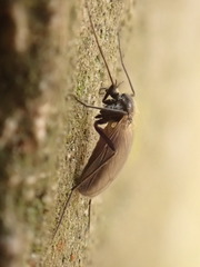 Chironomidae