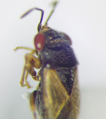 Geocoris pubescens