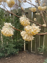 Edgeworthia