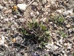 Limonium dichotomum