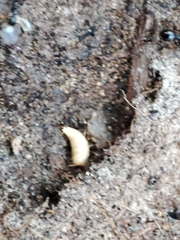 Proatelurina pseudolepisma