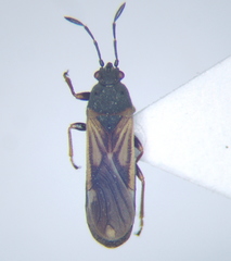 Ischnodemus sabuleti