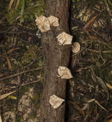 Marasmiellus alliiodorus