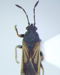 Ischnodemus sabuleti