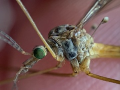 Tipula longidens