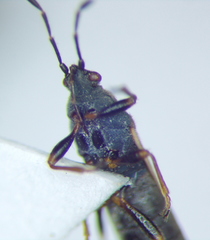 Ischnodemus sabuleti