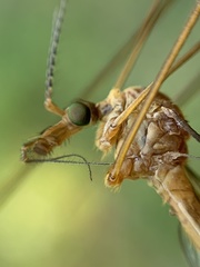 Tipula lunata
