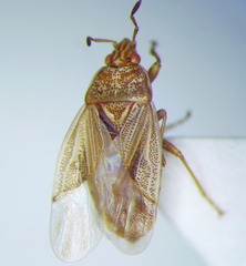 Chilacis typhae