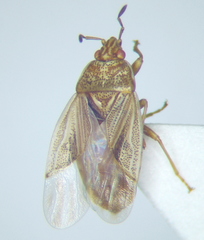 Chilacis typhae