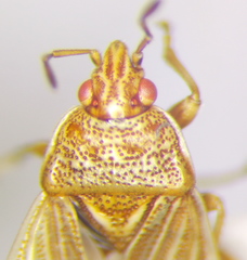 Chilacis typhae
