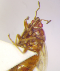 Chilacis typhae