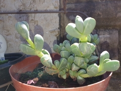 Corpuscularia