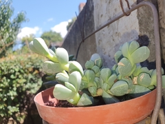 Corpuscularia