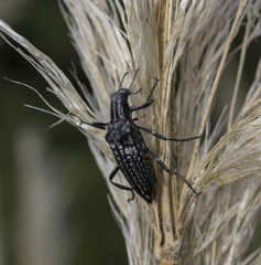 Homocyrtus dromedarius