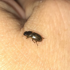 Labarrus cincticulus