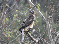 Buteo jamaicensis