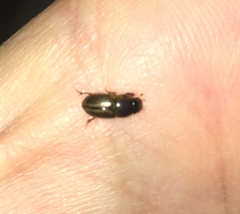 Labarrus cincticulus