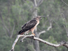 Buteo jamaicensis