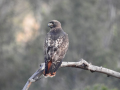 Buteo jamaicensis