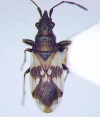 Macroplax fasciata