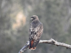 Buteo jamaicensis