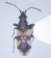 Macroplax fasciata